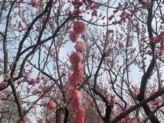 -无锡梅园公园