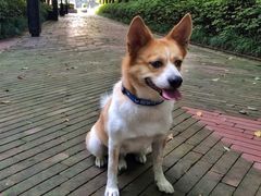 -神采飞扬宠物美容(香港路店)
