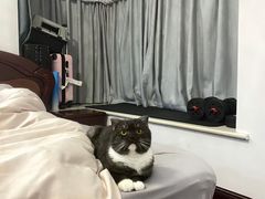 -宠颐生动物医院·猫科·心脏科(海口分院)