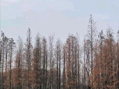 -艾溪湖湿地公园