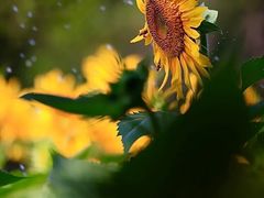 -光明小镇欢乐田园