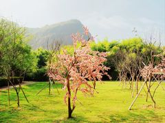 -江西龙虎山景区