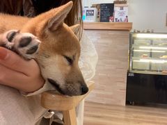 -柴犬小屋·柴餐厅·狗咖食堂(金鼎广场店)