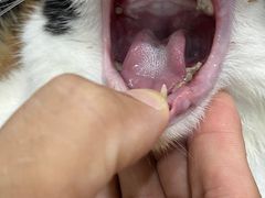 -北京观赏动物医院·24小时大型综合·猫专科·异宠专科