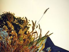 -大塘金香草谷