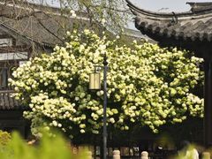 -常熟方塔园
