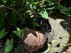 -海南槟榔谷黎苗文化旅游区