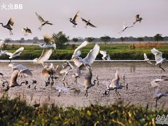 -大湾区中央湿地公园