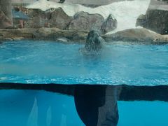 -海合安成都极地海洋公园
