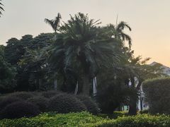 -金花茶公园