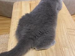 -啵啵喵·猫咖(攀华国际店)