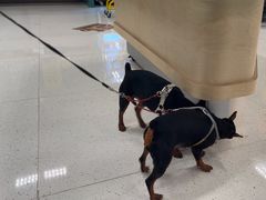 -帕帕拉兹宠物(亚洲旗舰店)