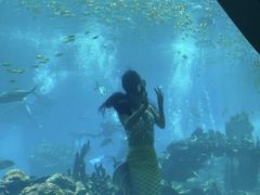 -海棠湾洲际-涛·海底餐厅·美人鱼·自助餐·海底隧道