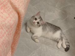 -创凡宠物医院·骨专科  猫科中心(西乡分院)
