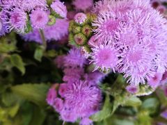 -静岸花卉园艺(三星坊店)