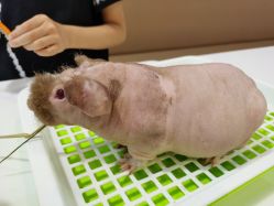 -Moni星球萌宠·小马宝莉·灵蛇·高端高阶全萌宠互动体验俱乐部(红豆国际广场店)