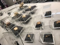 -北京周口店北京人遗址博物馆