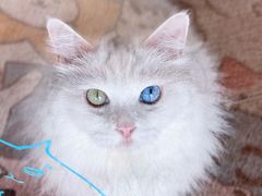 -有猫主题·治愈系猫咖(曾厝垵店)