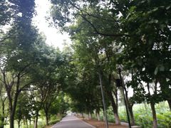 -荷塘月色湿地公园·向阳花洲