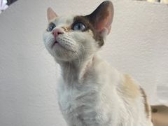 -琪喵猫屋·撸猫猫咖·猫舍