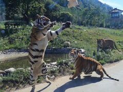 -西安秦岭野生动物园