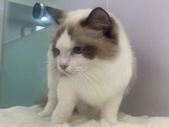 -爱洗澡的猫(望京店)