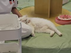 -MOYOYO猫咪咖啡店