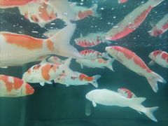 -苏州艺都古玩花鸟市场