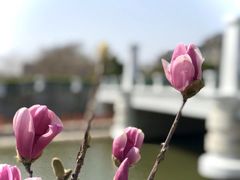 -新江湾城公园