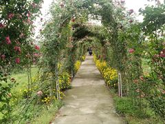 -紫颐香薰山谷景区