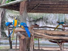 -清迈夜间动物园