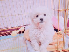 -翊宠yipet猫狗购宠庄园犬舍•猫舍