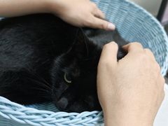 -纳吉亚猫专科动物医院博雅分院