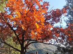 -北京十三陵国家森林公园蟒山景区