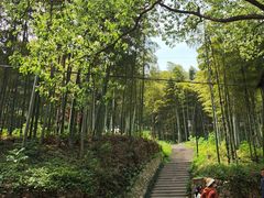 -东明山森林公园
