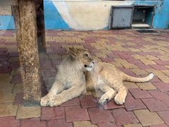 -大连森林动物园