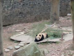 -都江堰中华大熊猫苑