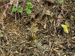 -五营红松林海景区