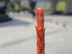 王中王-香酥鸡排(京汉大道店)