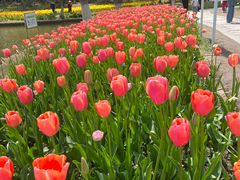 -上海鲜花港