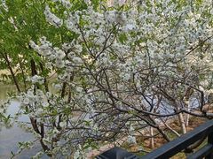 -桃花堤公园