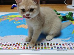 -唐小姐の猫狗洗护·购宠旗舰店(周浦万达店)