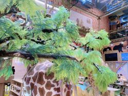 -卡通尼·Safari非洲探索乐园·生日会(金桥国际商业广场店)