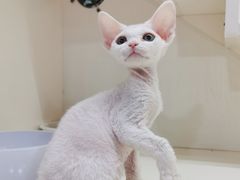 -十年猫舍·猫咪专门店(普陀店)