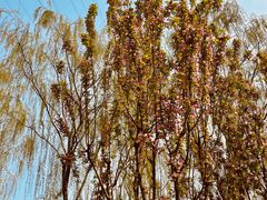 -永定河休闲森林公园