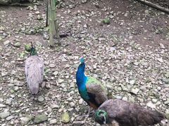 -藏龙百瀑风景区