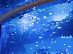 -迪拜帆船酒店海底餐厅