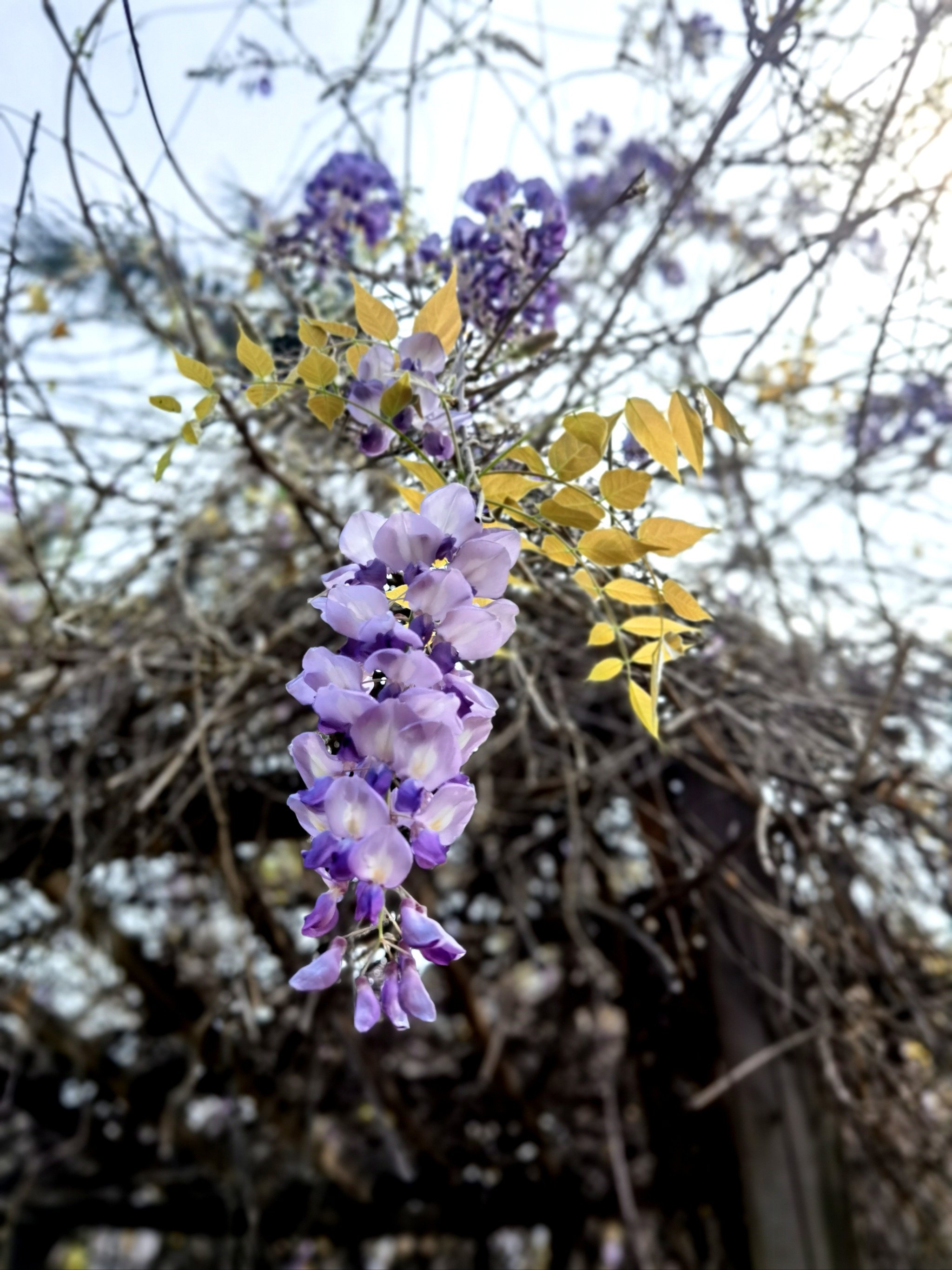 紫藤萝花朵图片