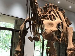 -自贡恐龙博物馆