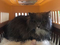 -爱侣宠医·鹦鹉专科·小型哺乳类·异宠专科(灵石路店)